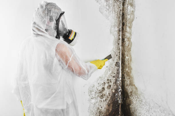 Best Office Mold Removal Services  in Tri Lakes, IN