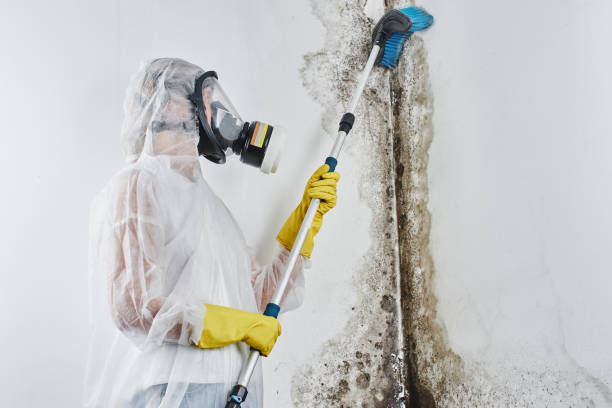 Best Mold Damage Repair  in Tri Lakes, IN