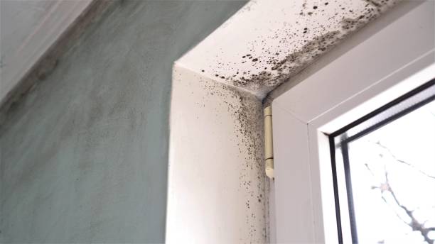 Attic Mold Removal in Tri Lakes, IN