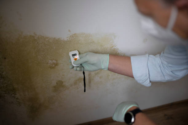 Mold Testing and Removal in Tri Lakes, IN