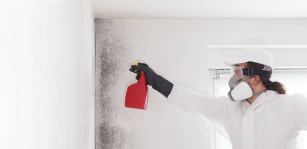 Mold Removal and Inspection in Tri Lakes, IN