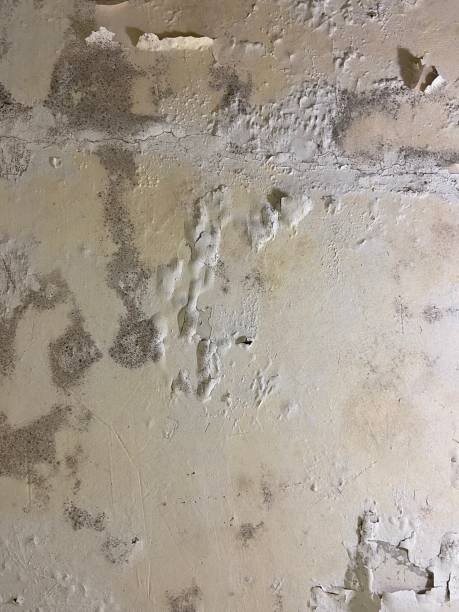 Best Toxic Mold Removal  in Tri Lakes, IN