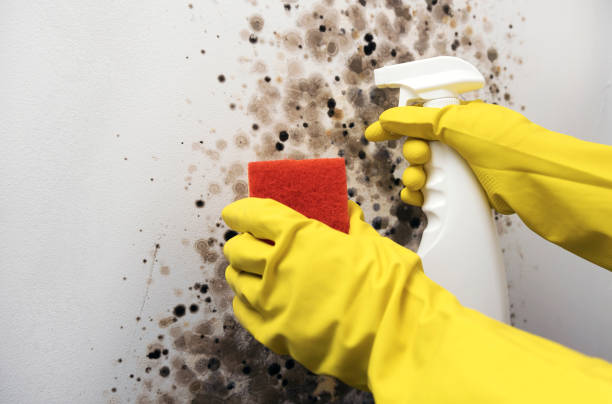 Best Fast Mold Removal  in Tri Lakes, IN