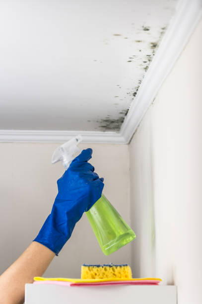 Best Mold Cleaning Services  in Tri Lakes, IN